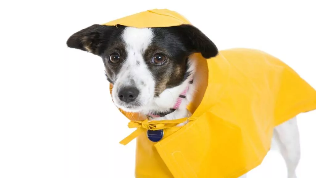 5 consejos para cuidar a tu perro en temporada de lluvias | Julio ...